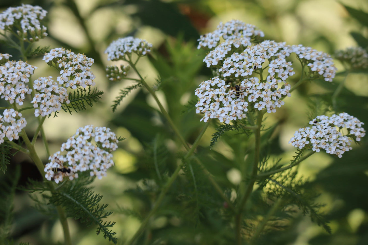 Achillea millefolium (Fr: achillée boréale En: boreal yarrow)