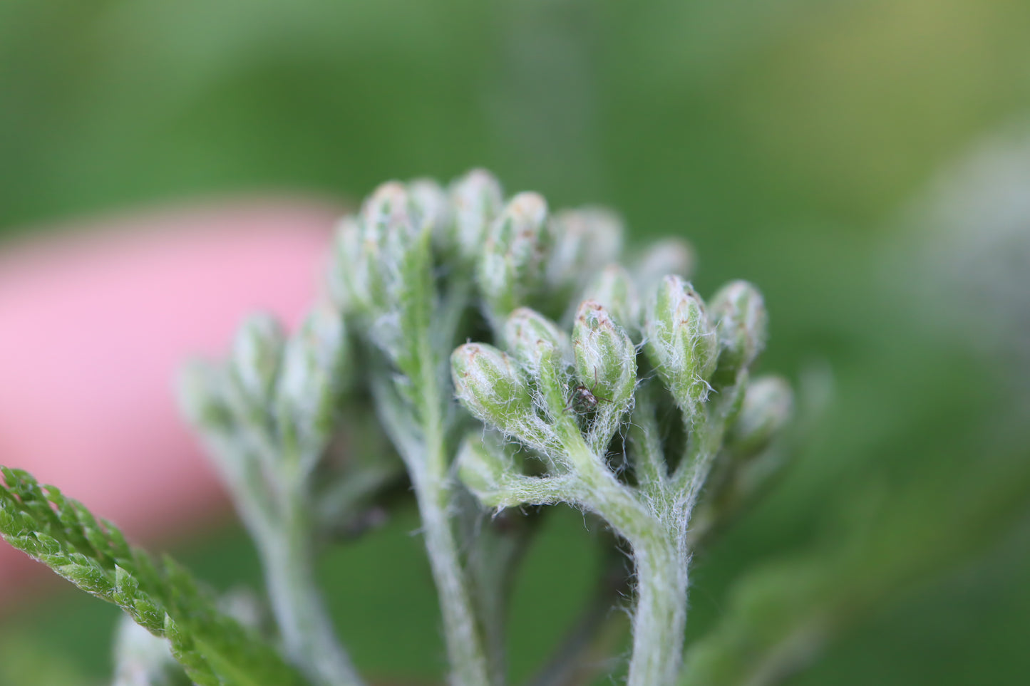 Achillea millefolium (Fr: achillée boréale En: boreal yarrow)